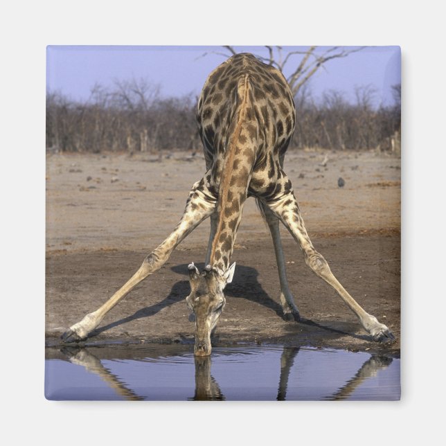 Afrika, Botsuana, Chobe-Nationalpark, Giraffe Magnet (Vorne)