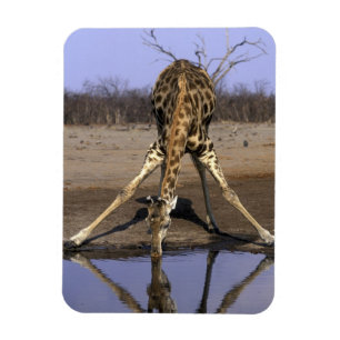 Afrika, Botsuana, Chobe-Nationalpark, Giraffe Magnet