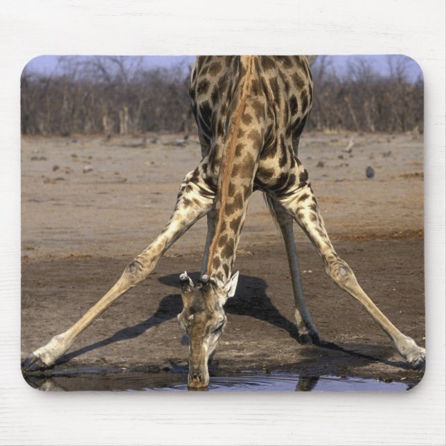 Afrika, Botsuana, Chobe-Nationalpark, Giraffe Mousepad (Vorne)