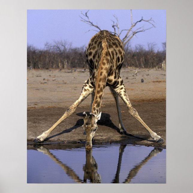 Afrika, Botsuana, Chobe-Nationalpark, Giraffe Poster (Vorne)