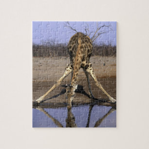 Afrika, Botsuana, Chobe-Nationalpark, Giraffe Puzzle