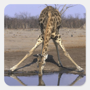 Afrika, Botsuana, Chobe-Nationalpark, Giraffe Quadratischer Aufkleber