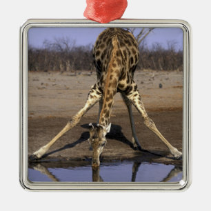 Afrika, Botsuana, Chobe-Nationalpark, Giraffe Silbernes Ornament