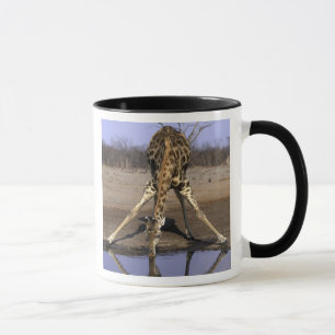 Afrika, Botsuana, Chobe-Nationalpark, Giraffe Tasse