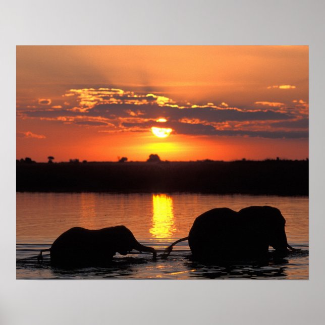 Afrika, Botsuana, Chobe-Nationalpark, Herde Poster (Vorne)