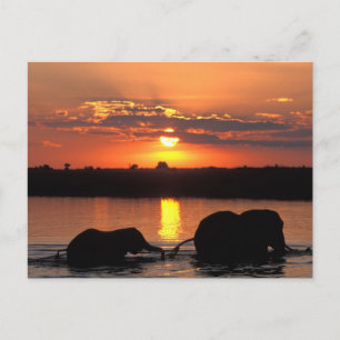 Afrika, Botsuana, Chobe-Nationalpark, Herde Postkarte