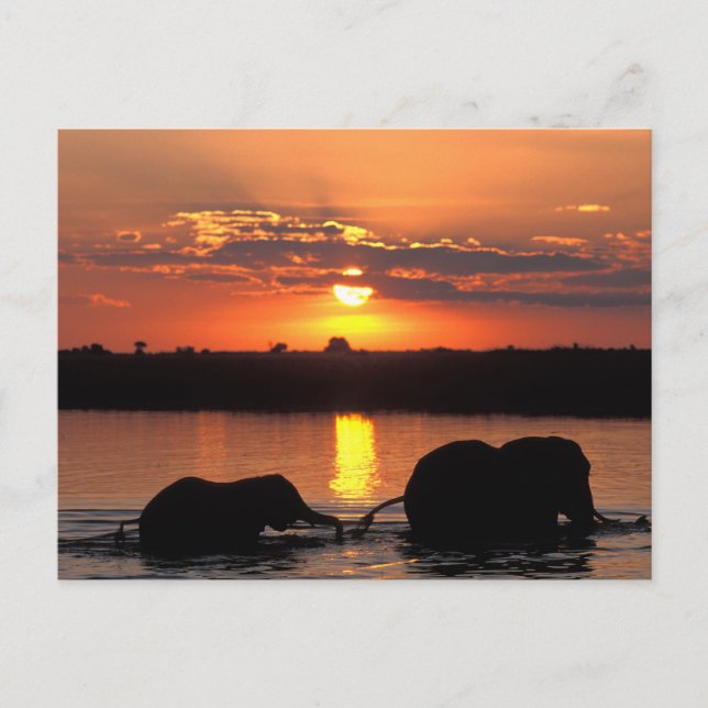 Afrika, Botsuana, Chobe-Nationalpark, Herde Postkarte (Vorderseite)
