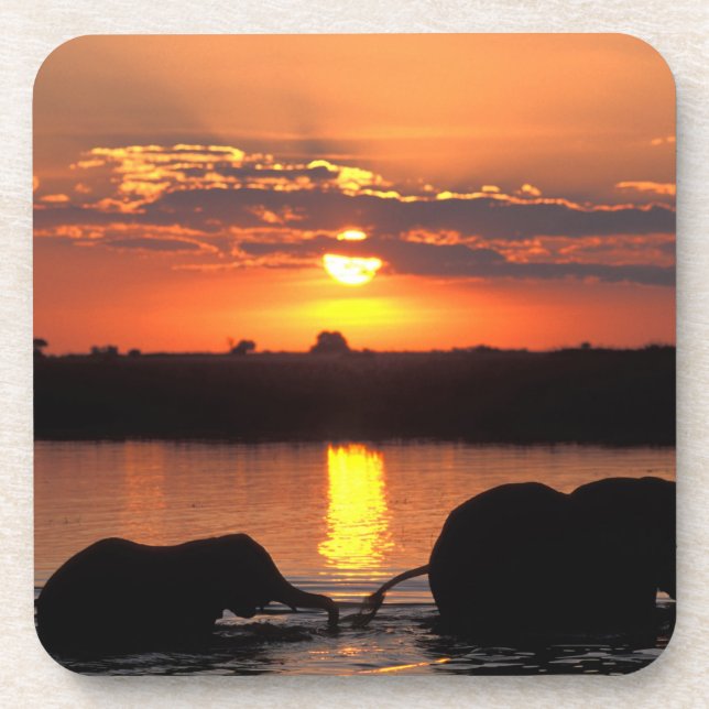Afrika, Botsuana, Chobe-Nationalpark, Herde Untersetzer (Vorderseite)