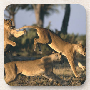 Afrika, Botsuana, Chobe-Nationalpark, Löwinnen Getränkeuntersetzer