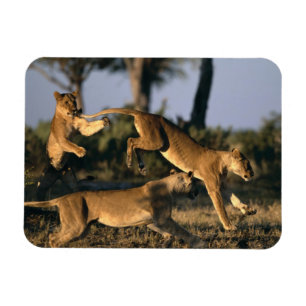 Afrika, Botsuana, Chobe-Nationalpark, Löwinnen Magnet