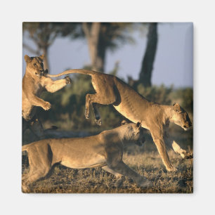 Afrika, Botsuana, Chobe-Nationalpark, Löwinnen Magnet
