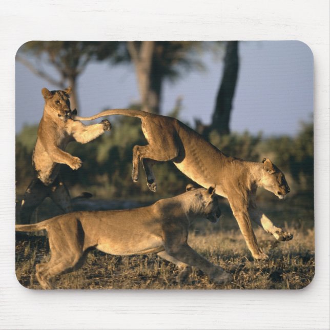 Afrika, Botsuana, Chobe-Nationalpark, Löwinnen Mousepad (Vorne)