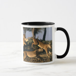 Afrika, Botsuana, Chobe-Nationalpark, Löwinnen Tasse