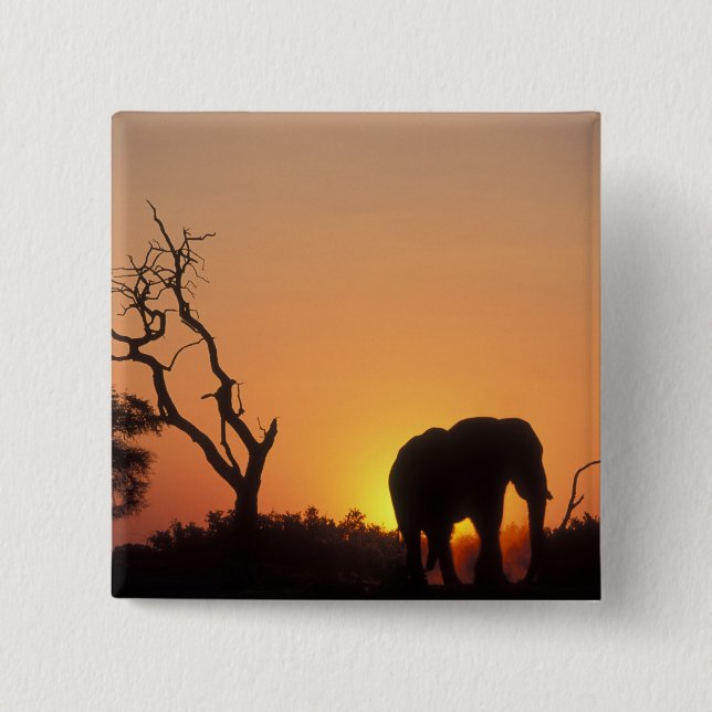 Afrika, Botsuana, Chobe-Nationalpark, Szene Button (Vorderseite)