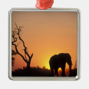 Afrika, Botsuana, Chobe-Nationalpark, Szene Silbernes Ornament