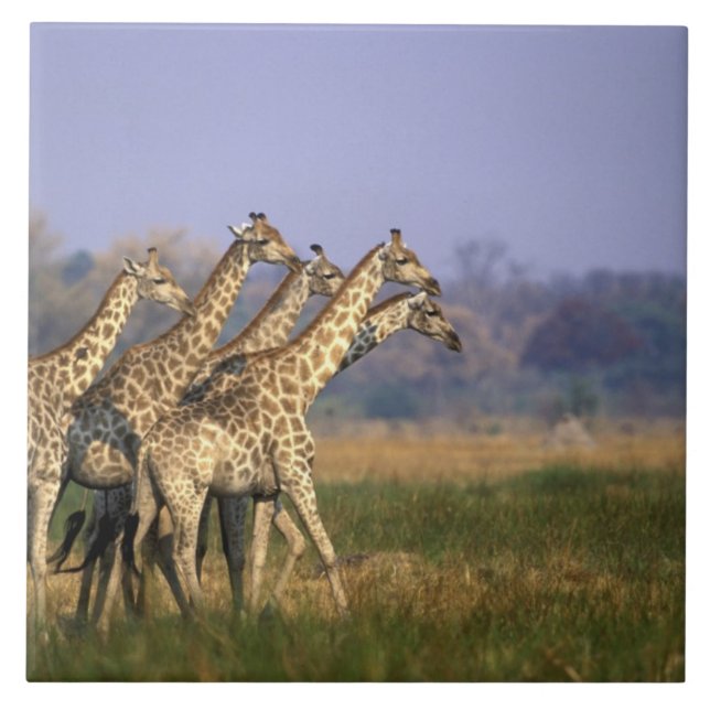 Afrika, Botsuana, Moremi-Wildreservat Fliese (Vorderseite)