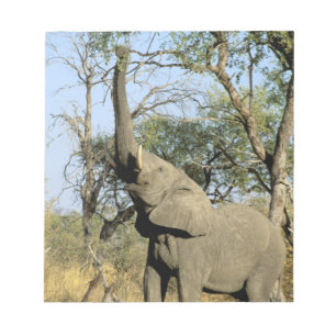 Afrika, Botsuana, Okavango-Delta. Afrikanisch 2 Notizblock