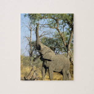 Afrika, Botsuana, Okavango-Delta. Afrikanisch 2 Puzzle