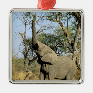 Afrika, Botsuana, Okavango-Delta. Afrikanisch 2 Silbernes Ornament