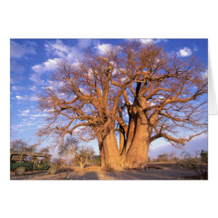 Afrika, Botsuana, Okavango-Delta. Baobab