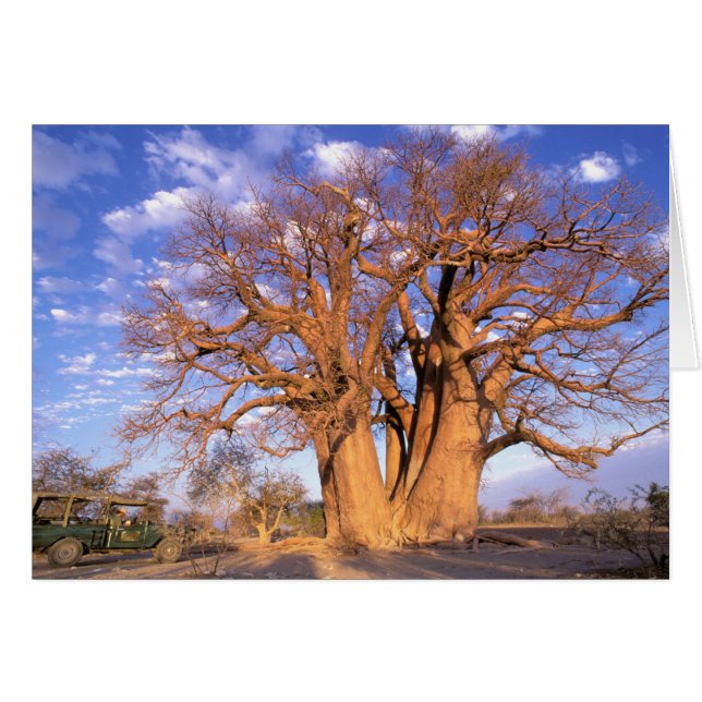 Afrika, Botsuana, Okavango-Delta. Baobab (Vorderseite (Horizontal))