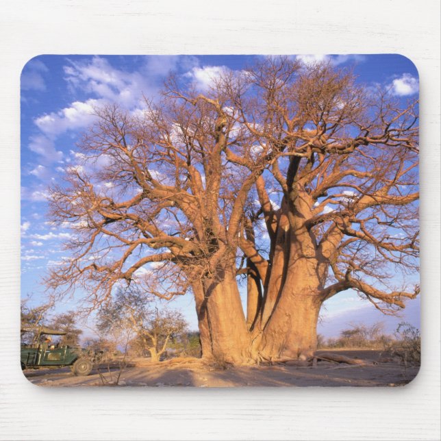 Afrika, Botsuana, Okavango-Delta. Baobab Mousepad (Vorne)
