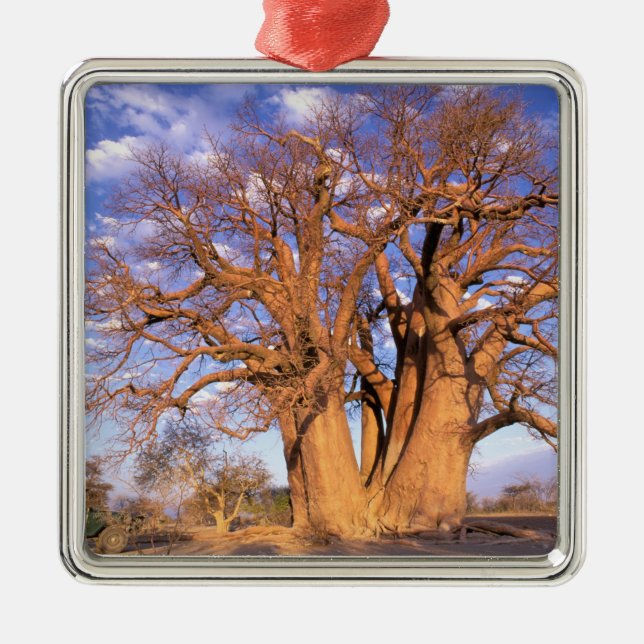 Afrika, Botsuana, Okavango-Delta. Baobab Silbernes Ornament (Vorne)