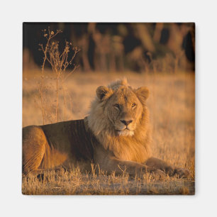 Afrika, Botsuana, Okavango-Delta. Löwe (Panthera Magnet