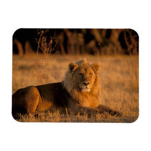 Afrika, Botsuana, Okavango-Delta. Löwe (Panthera Magnet