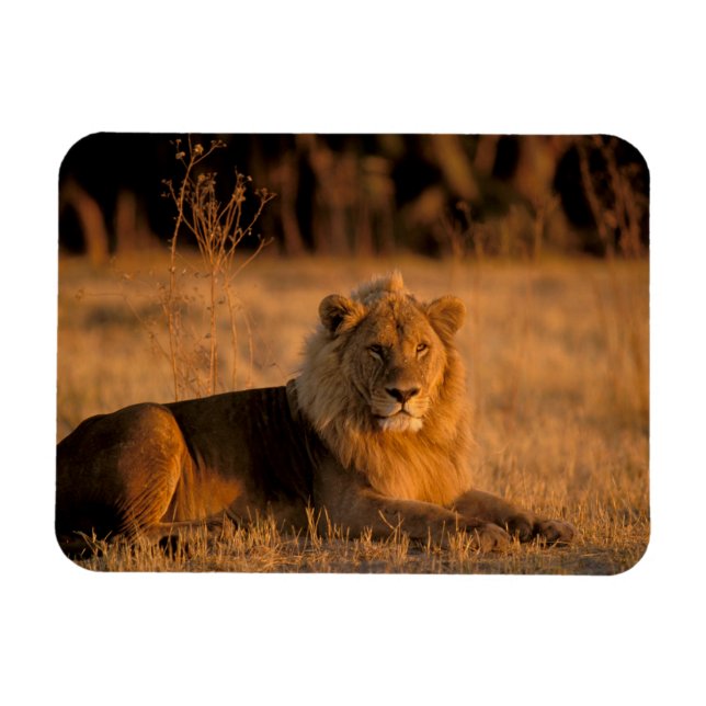 Afrika, Botsuana, Okavango-Delta. Löwe (Panthera Magnet (Horizontal)