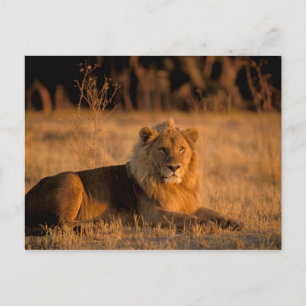 Afrika, Botsuana, Okavango-Delta. Löwe (Panthera Postkarte