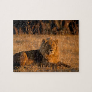 Afrika, Botsuana, Okavango-Delta. Löwe (Panthera Puzzle
