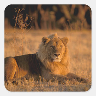 Afrika, Botsuana, Okavango-Delta. Löwe (Panthera Quadratischer Aufkleber