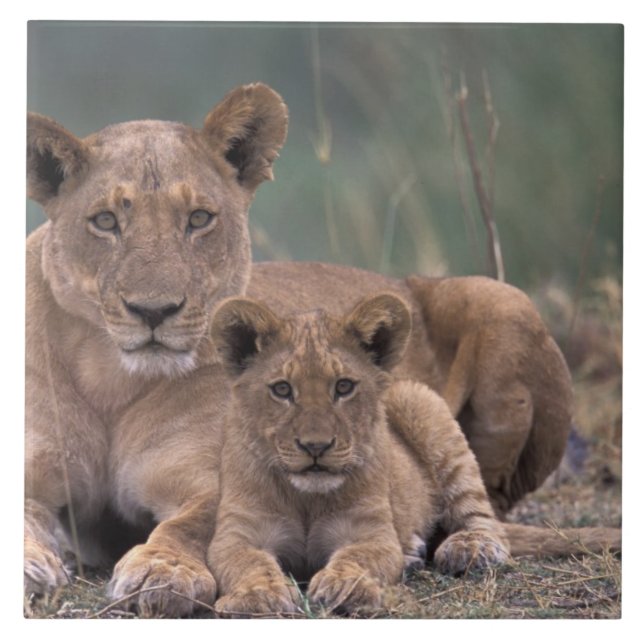 Afrika, Botsuana, Okavango-Delta. Löwen Fliese (Vorderseite)