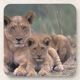Afrika, Botsuana, Okavango-Delta. Löwen Getränkeuntersetzer
