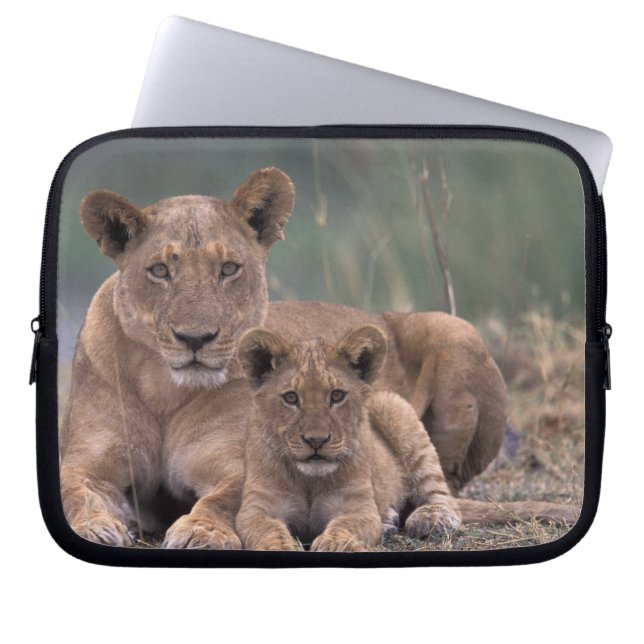 Afrika, Botsuana, Okavango-Delta. Löwen Laptopschutzhülle (Vorderseite)