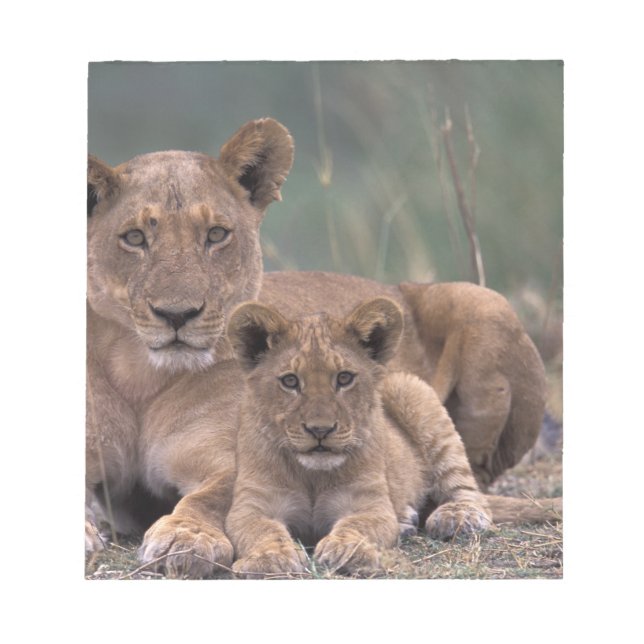 Afrika, Botsuana, Okavango-Delta. Löwen Notizblock (Vorderseite)