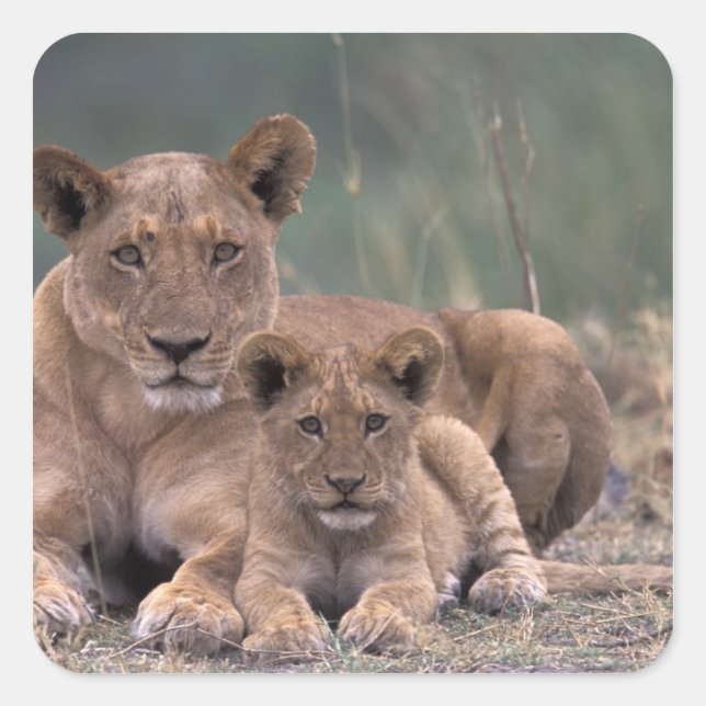 Afrika, Botsuana, Okavango-Delta. Löwen Quadratischer Aufkleber (Vorderseite)