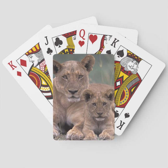 Afrika, Botsuana, Okavango-Delta. Löwen Spielkarten (Rückseite)
