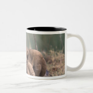 Afrika, Botsuana, Okavango-Delta. Löwen Zweifarbige Tasse