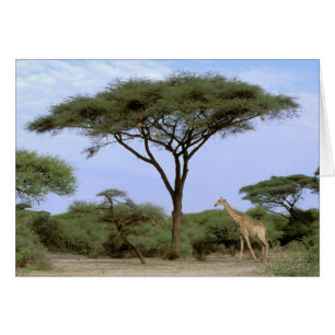 Afrika, Botsuana, Okavango-Delta. Südlich