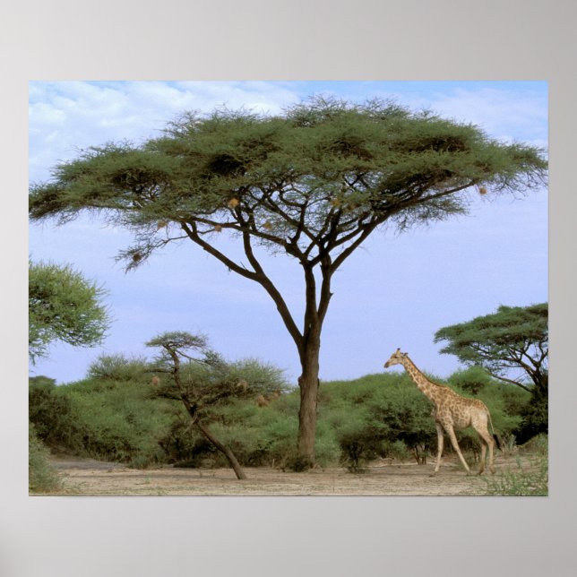Afrika, Botsuana, Okavango-Delta. Südlich Poster (Vorne)
