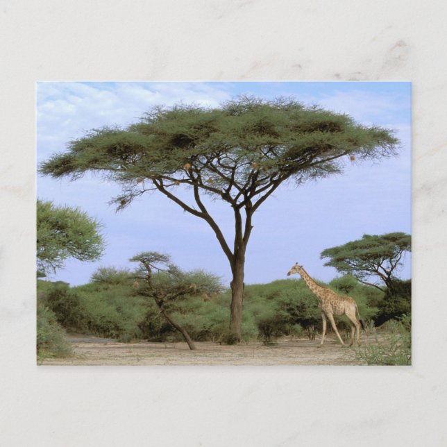 Afrika, Botsuana, Okavango-Delta. Südlich Postkarte (Vorderseite)
