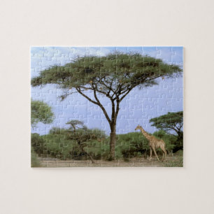 Afrika, Botsuana, Okavango-Delta. Südlich Puzzle