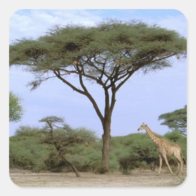 Afrika, Botsuana, Okavango-Delta. Südlich Quadratischer Aufkleber (Vorderseite)