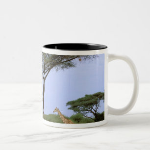 Afrika, Botsuana, Okavango-Delta. Südlich Zweifarbige Tasse