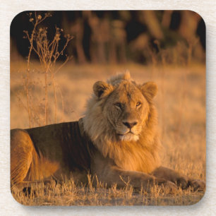 Afrika, Botsuana, Okavango-Delta Untersetzer