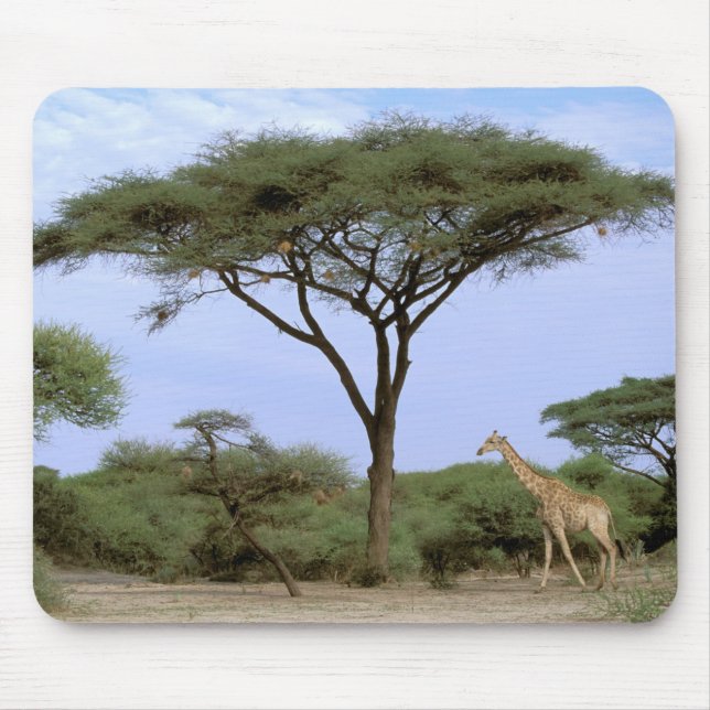 Afrika, Botsuana, Okavangodelta. Südlich Mousepad (Vorne)