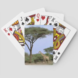 Afrika, Botsuana, Okavangodelta. Südlich Spielkarten