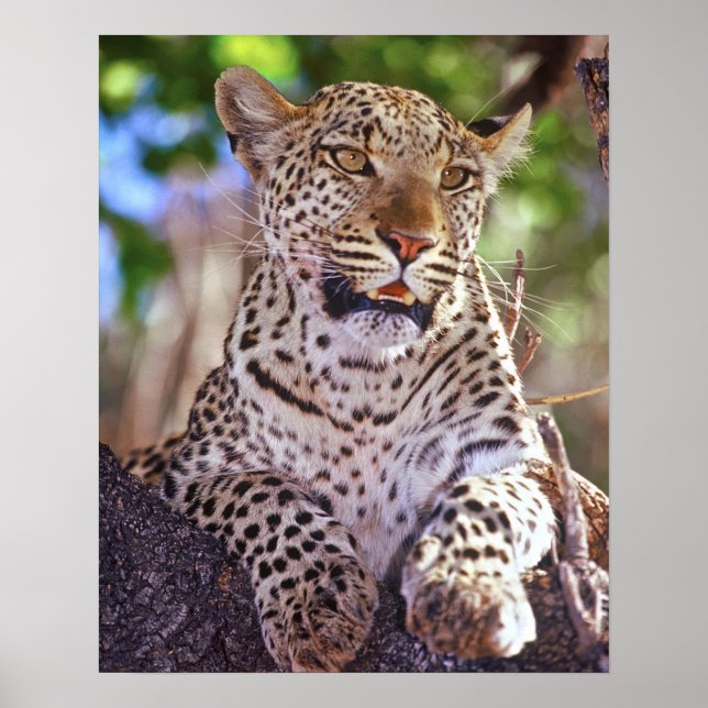 Afrika, Botsuana, Okvango-Delta, wilder Leopard. 2 Poster (Vorne)
